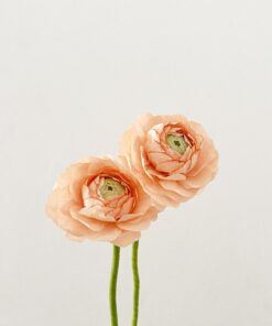 RANUNCULOS DE PAPEL