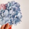 Hortensias de papel crepe
