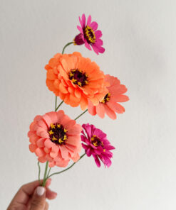 Alternative view of Zinnias