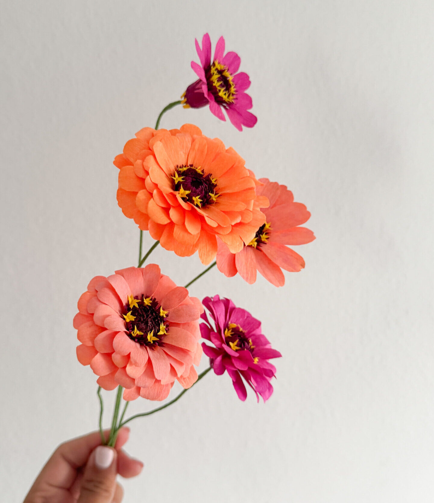 Zinnias - Imagen 2