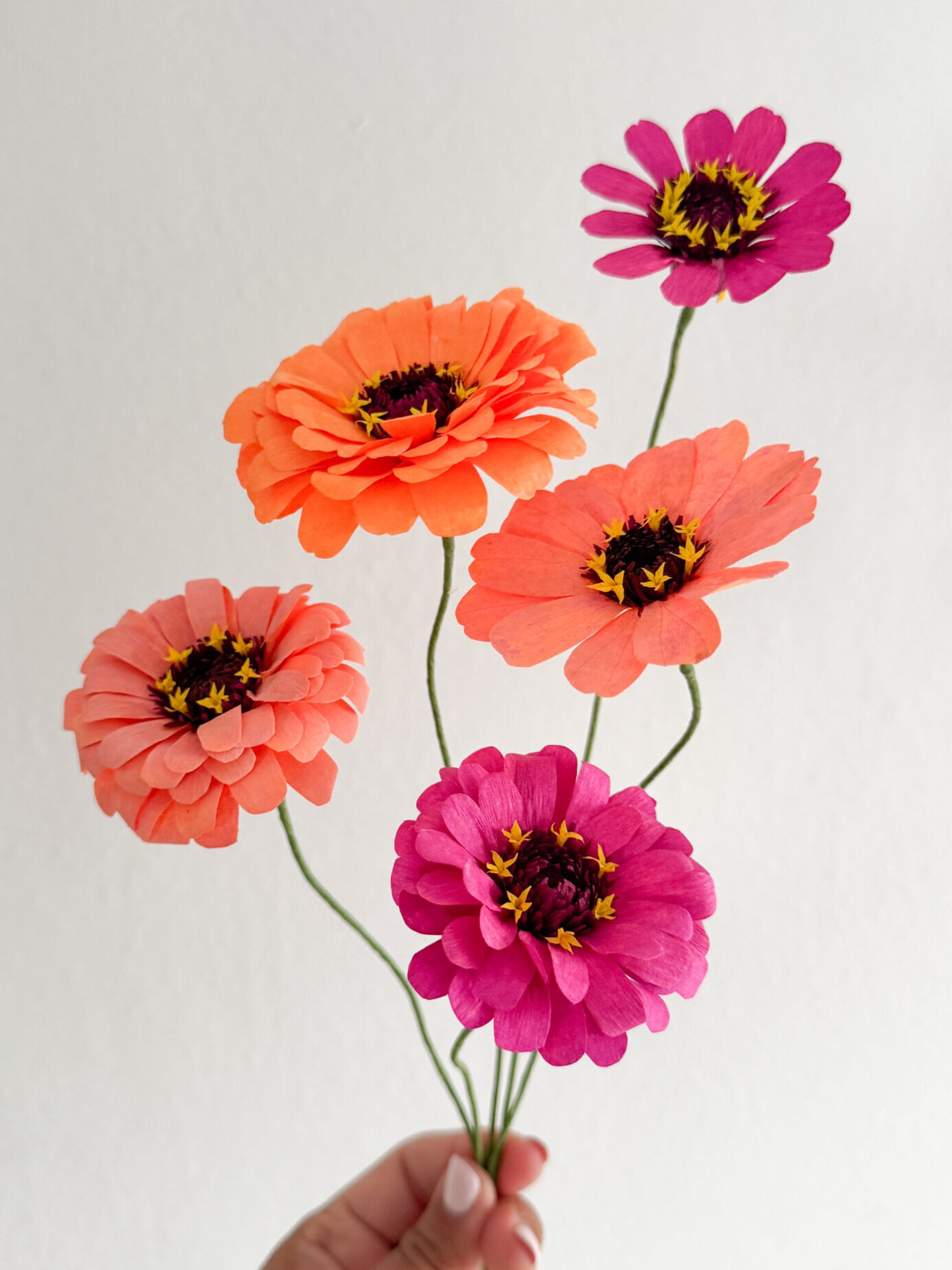 Zinnias - Imagen 3
