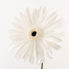 Gerbera XXL de papel blanca realizada a mano