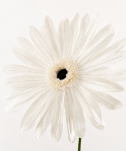 Gerbera XXL de papel blanca realizada a mano